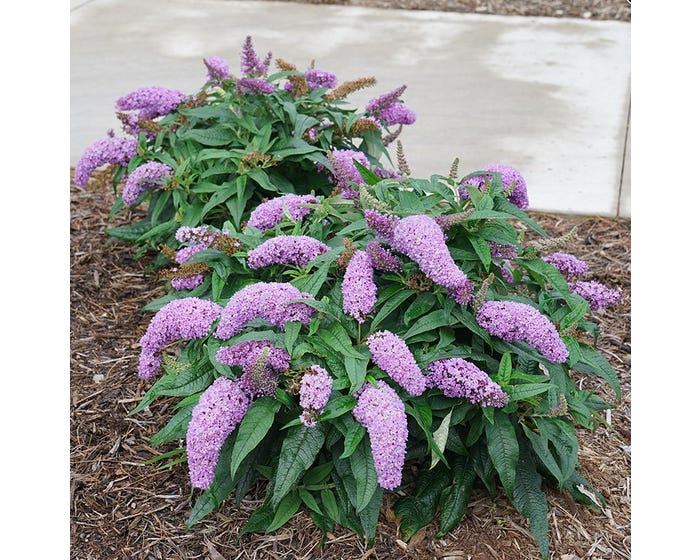 Capstone Plants Buddleia Proven Winner Pugster Amethyst 8 Inch Pot