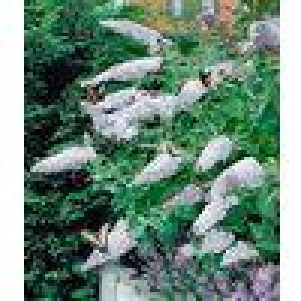 national PLANT NETWORK 2.5 qt. Buddleia White Profusion Flowering Shrub with White Flowers HD1092