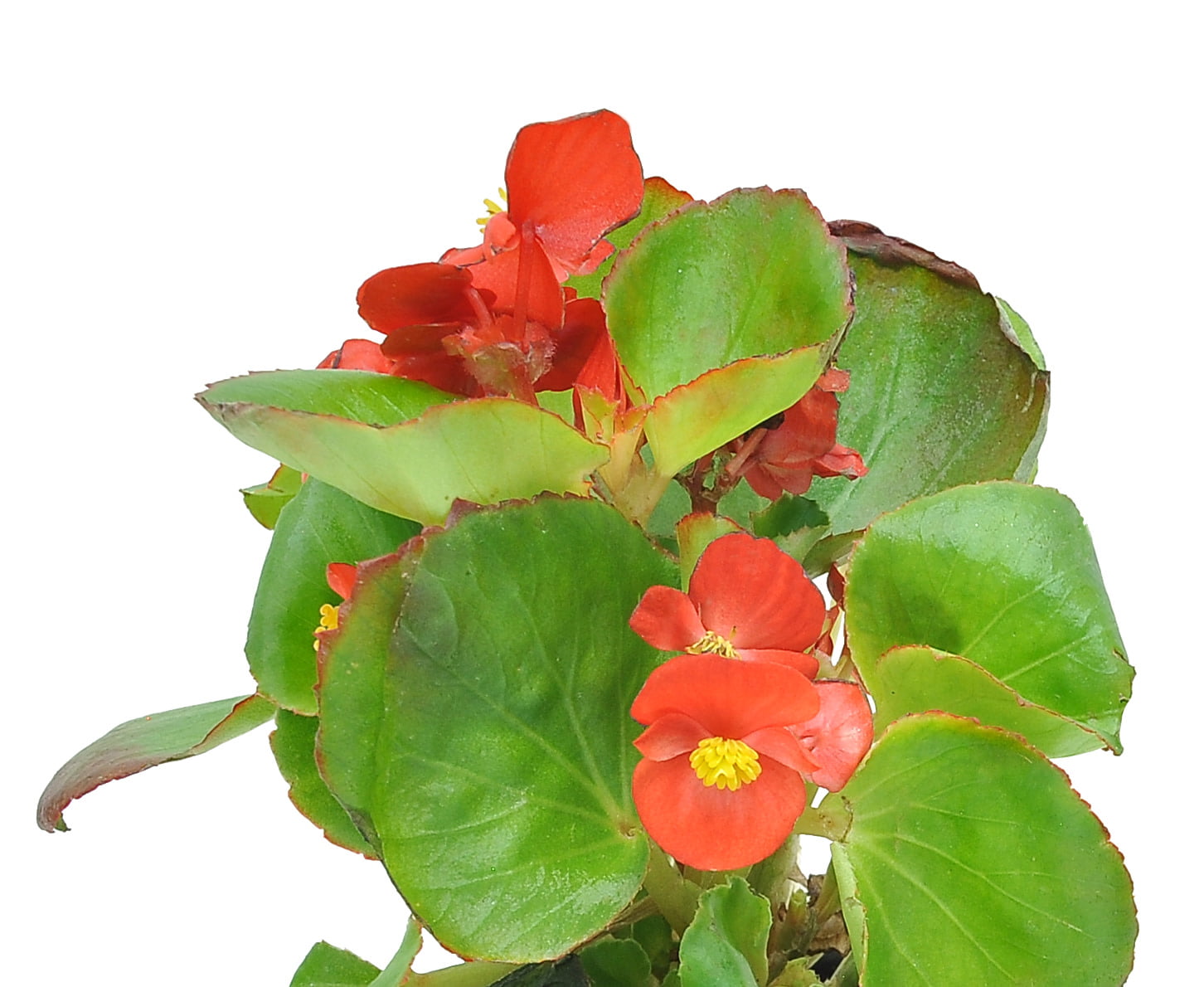 Costa Farms  Live Outdoor 7in. Tall Red Wax Begonia; Partial Shade Outdoors Plant in 4.5in. Grower Pot， 4-Pack