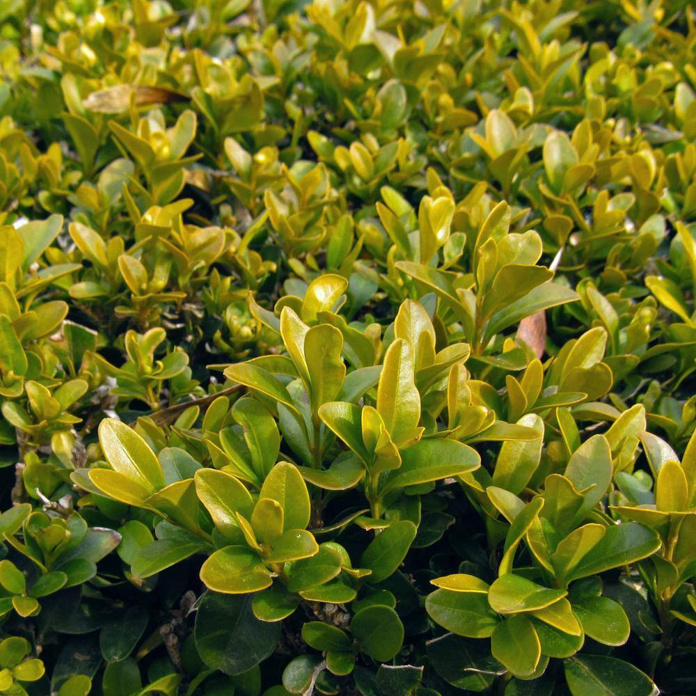 Alder  Oak #5 Container Winter Gem Boxwood Evergreen Shrub (2-pack) BUWI05