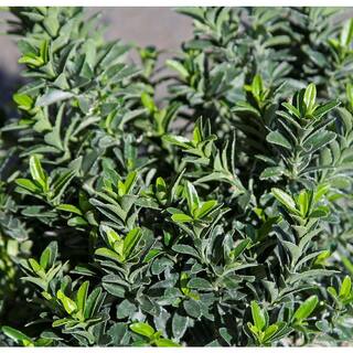 1.5 Gal. Boxleaf Euonymus Live Shrub O237002