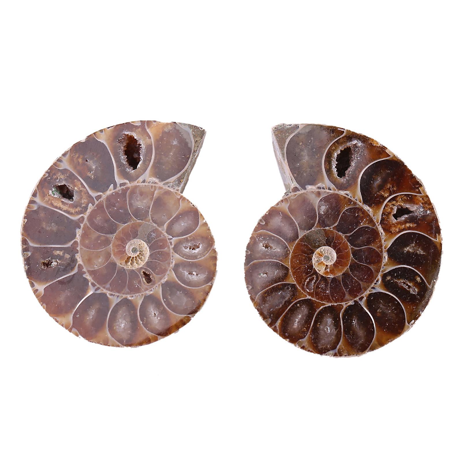 2pcs Ammonite Fossil Specimen Shell Madagascar Natural Stones And Minerals(4cm)