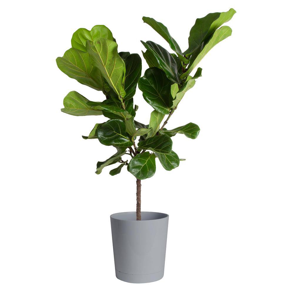 Costa Farms Fiddle Leaf Fig Indoor Plant in 10 in. Gray Planter Average Shipping Height 3-4 ft. Tall CO.FL11.3.CYL