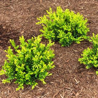 Spring Hill Nurseries Green Velvet Boxwood (Buxus) 2.50 qt. Live Broadleaf Evergreen Shrub Grown in a Pot (1-Pack) 67903