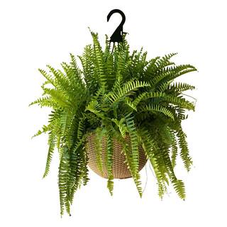 Pure Beauty Farms 2 Gal. Boston Fern Plant in 12 In. Designer Hanging Basket DC12HBCOCOFERN