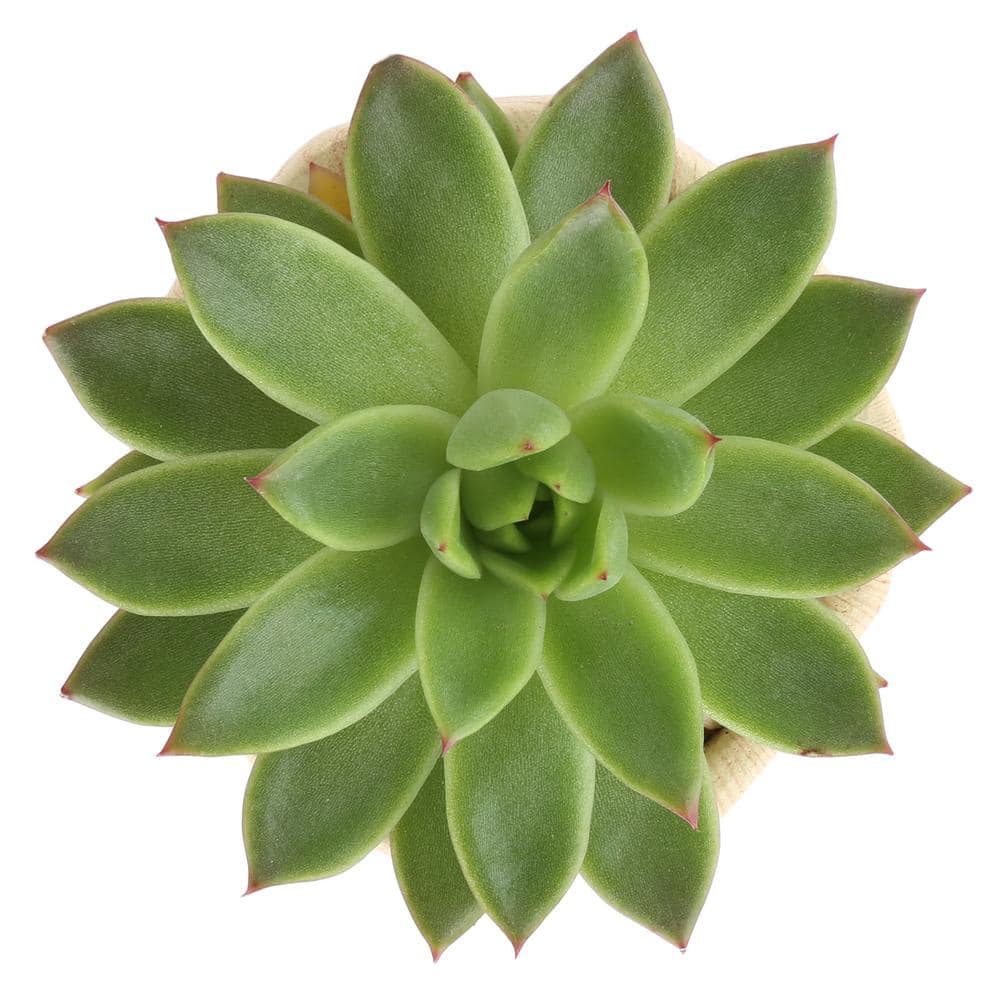 Costa Farms Echeveria Indoor Succulent in 4 in. Modern Ceramic Planter， Avg. Shipping Height 4 in. Tall 4SUCECHMASONMAH