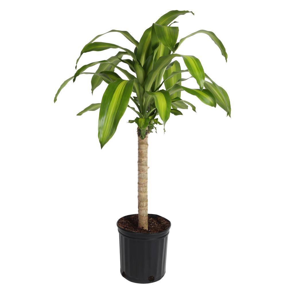 Costa Farms Mass Cane Indoor Plant in 8.78 in. Grower Pot Avg. Shipping Height 2-3 ft. Tall 10MC2