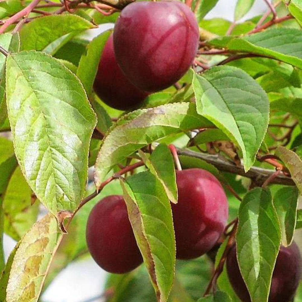 SOUTHERN LIVING 5 Gal. Methley Plum Tree PLUMET05GSL