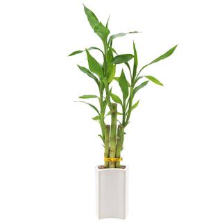 Arcadia Garden Products 2-12 in. 5-Stem Lucky Bamboo Contour II White Ceramic Planter LV27