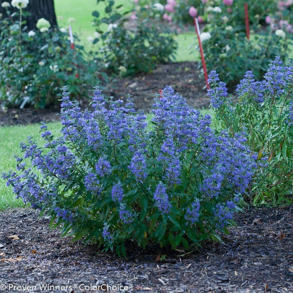 PROVEN WINNERS 1 Gal. Beyond Midnight Bluebeard (Caryopteris) Live Shrub Blue Flowers and Glossy Green Foliage CARPRC1056101