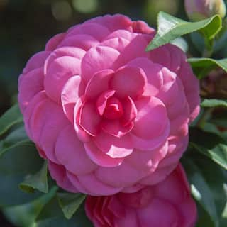 SOUTHERN LIVING 2.5 qt. Early Wonder Camellia Shrub with Formal Pink Double Blooms 7763Q