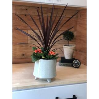 Annual Grass Cordyline australis Red Star 2.5 QT - (2-Pack) 1012