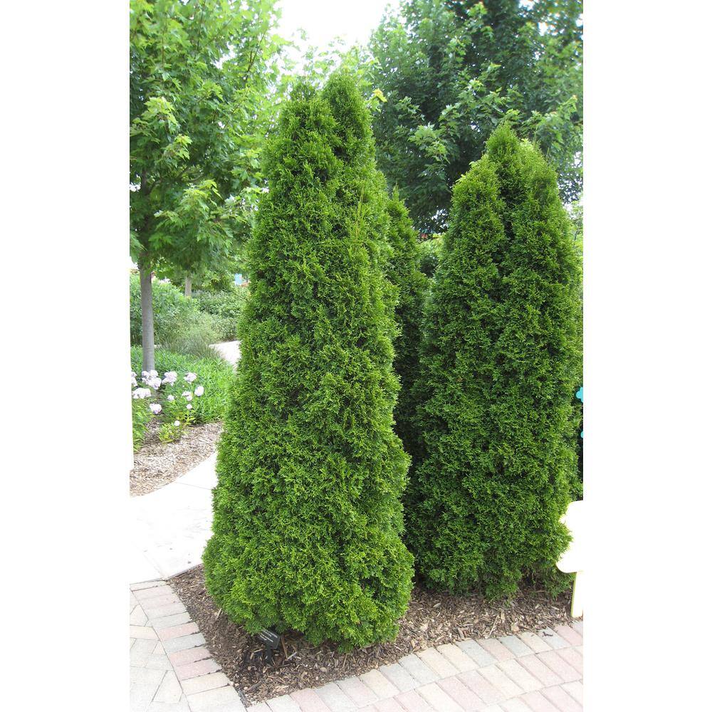 5 Gal. Emerald Green Arborvitae Tree CFSP504