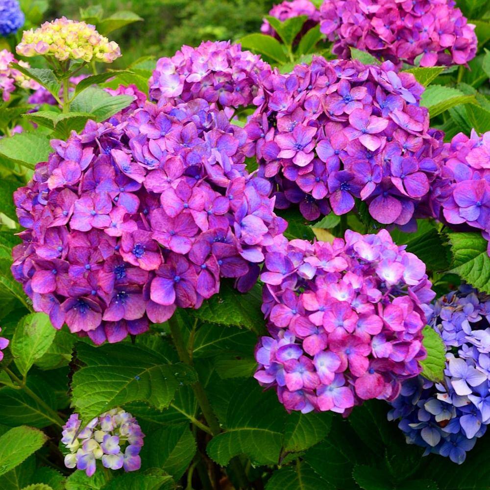 national PLANT NETWORK 4 in. Lime Lovebird Hydrangea Shrub with Green-Pink-Blue Flowers (4-Piece) HD4018