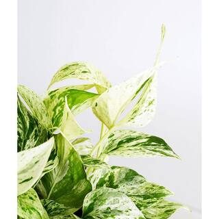 Pure Beauty Farms 2 Gal. Marble Queen Pothos Plant in 12 in. Hanging Basket DC12HBMARPOTHOS