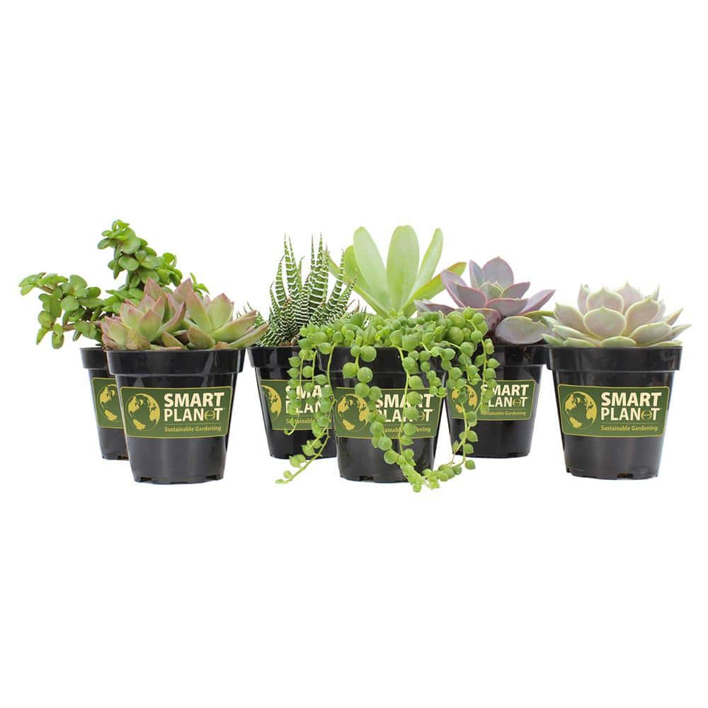 SMART PLANET 9 cm Assorted Succulent Plant Collection (6-Pack) 0883220