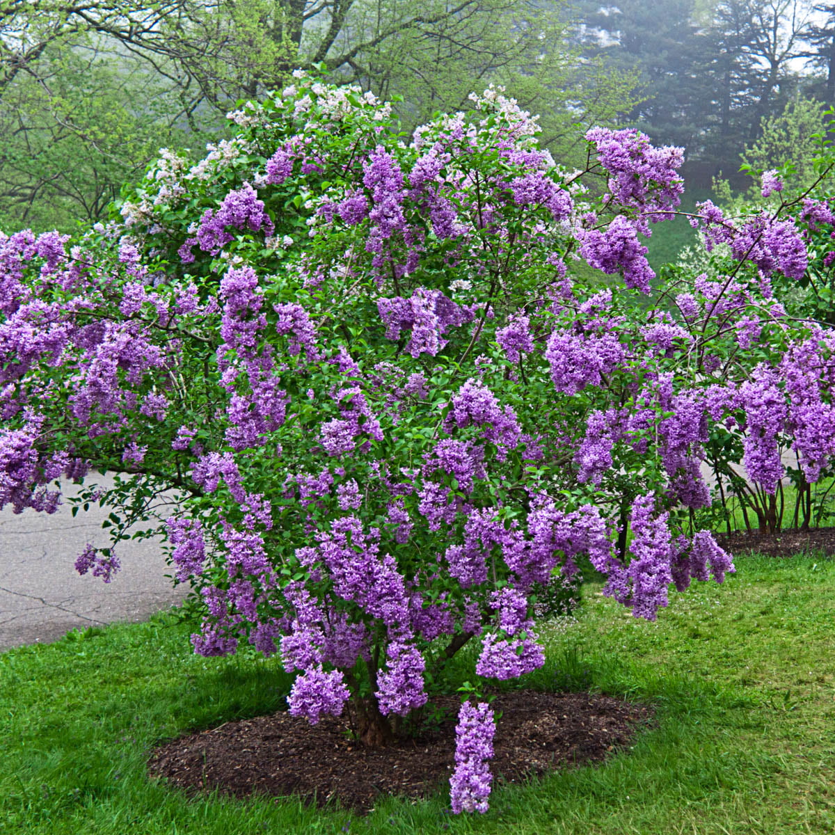 Sunday Purple Flowering Lilac Dormant Bare Root Flowering Starter Shrub (1-Pack)