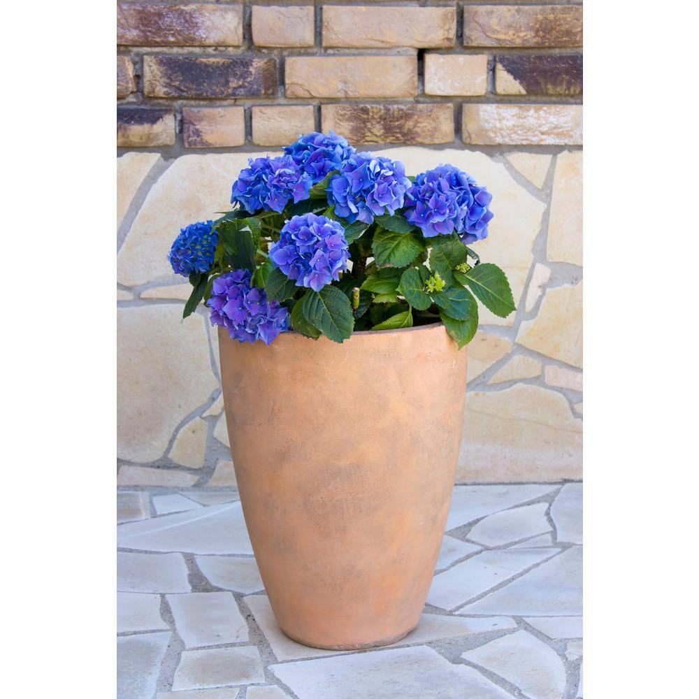 2.5 Qt. Blue Perennial Hydrangea Macrophylla (2-Pack) 1057