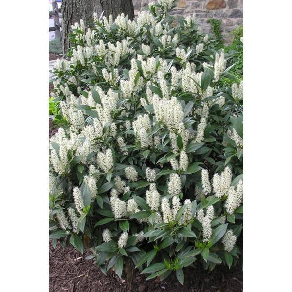 Online Orchards 1 Gal. Cherry Laurel Otto Luyken Shrub Hardy Fragrant Beautful Shrub Perfect for Hedge Plantings SBCL001