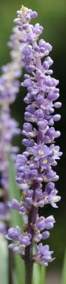 Classy Groundcovers - Liriope muscari 'Ingwersen' Liriope muscari 'Classic Blue' {25 Pots - 3 1/2 inch Square}