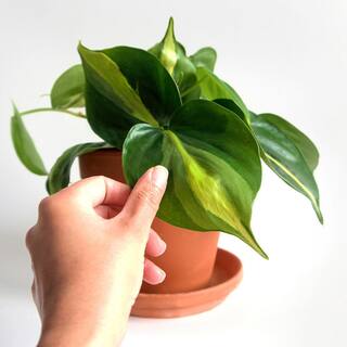 Perfect Plants Philodendron 'Brasil' Indoor Plant in 6 in. Growers Pot (2-Pack) Heavily Variegated Green Vines THD00479