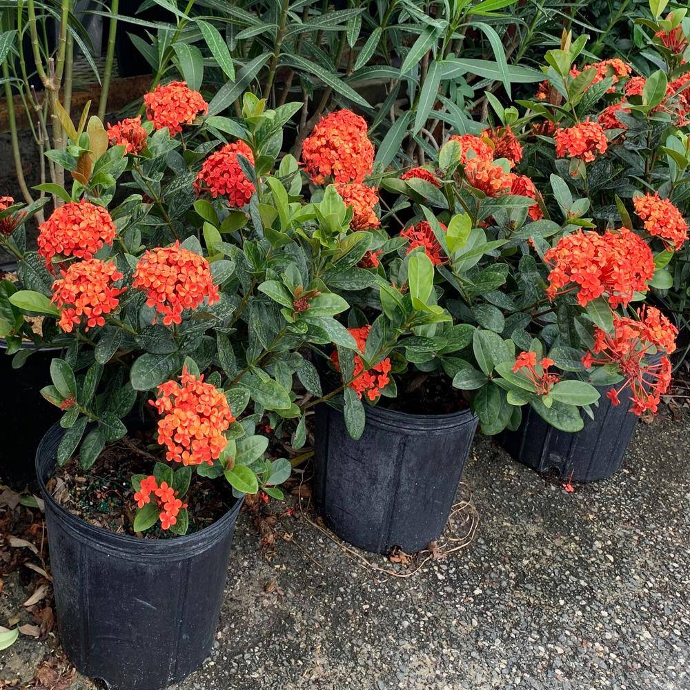 OnlinePlantCenter 10 in. Maui Red Ixora Flowering Shrub With Red Flowers IX022G3