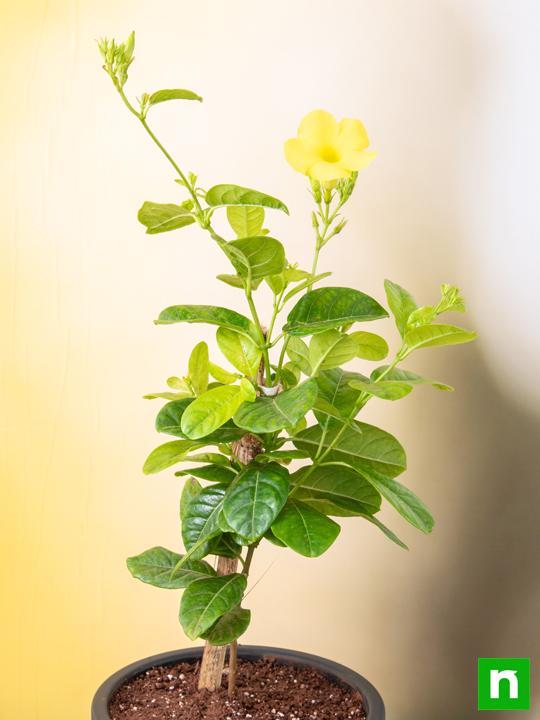 Allamanda Creeper, Pentalinon luteum (Yellow) - Plant