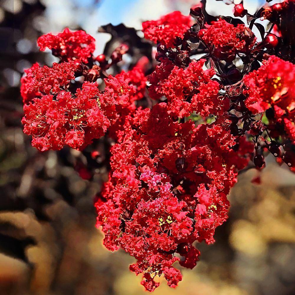 BLACK DIAMOND 3 Gal. Red Hot Crape Myrtle Tree CRMBRH03G