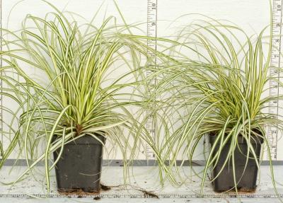 Classy Groundcovers - Carex oshimensis 'Evergold' C. hachijoensis 'Evergold'， C. morrowii 'Aurea-variegata'， C. morrowii 'Aureovariegata' {25 Pots - 3 1/2 inch Square}