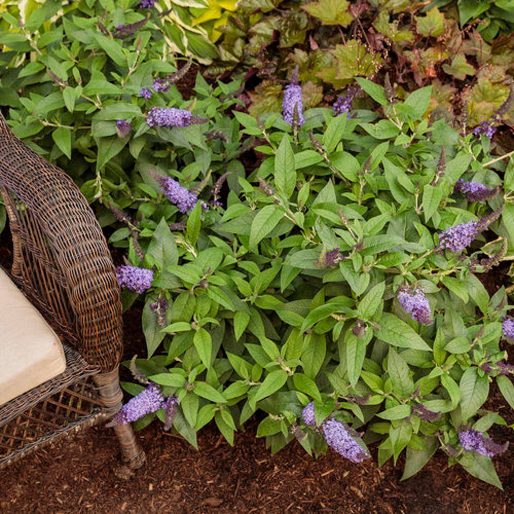 PROVEN WINNERS 3 Gal. Pugster Blue Butterfly Bush (Buddleia) Live Flowering Shrub with True-Blue Flowers PWBUD3PBL1PK