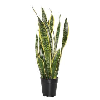 national PLANT NETWORK 6 in. Sanseveria Laurentii Snake Plant in 7 in. Semi Matte Stone Hyde Container HD4700