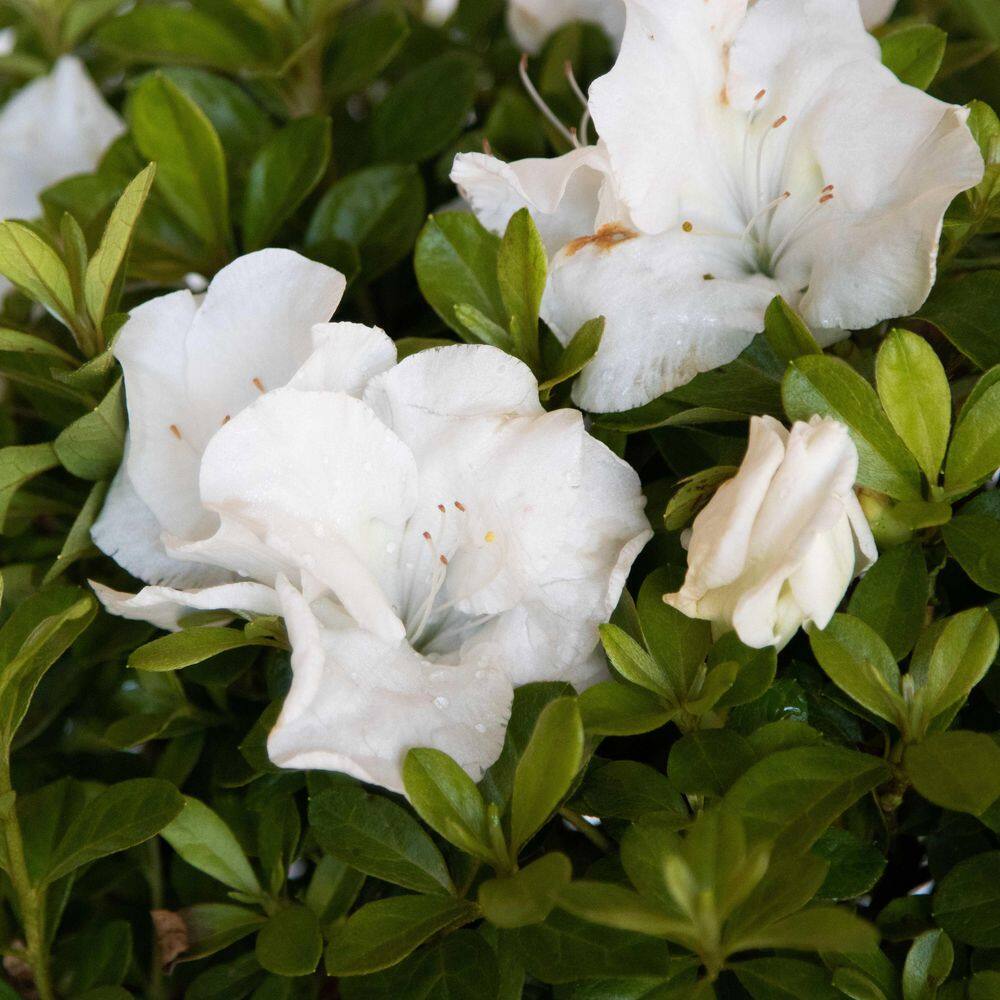 ENCORE AZALEA 1 Gal. Autumn Angel Shrub with Clear White Reblooming Flowers 80631