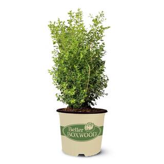 BETTER BOXWOOD 3 Gal. Skylight Boxwood Shrub 18195