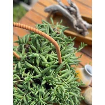 5 in. Senecio Radicans - String of Bananas with White Flowers Succulent Plants in Grower Hanging Pot hj-475