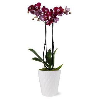 Just Add Ice Premium Orchid (Phalaenopsis) Dark Purple Plant in 5 in. White Ceramic Pottery J5013