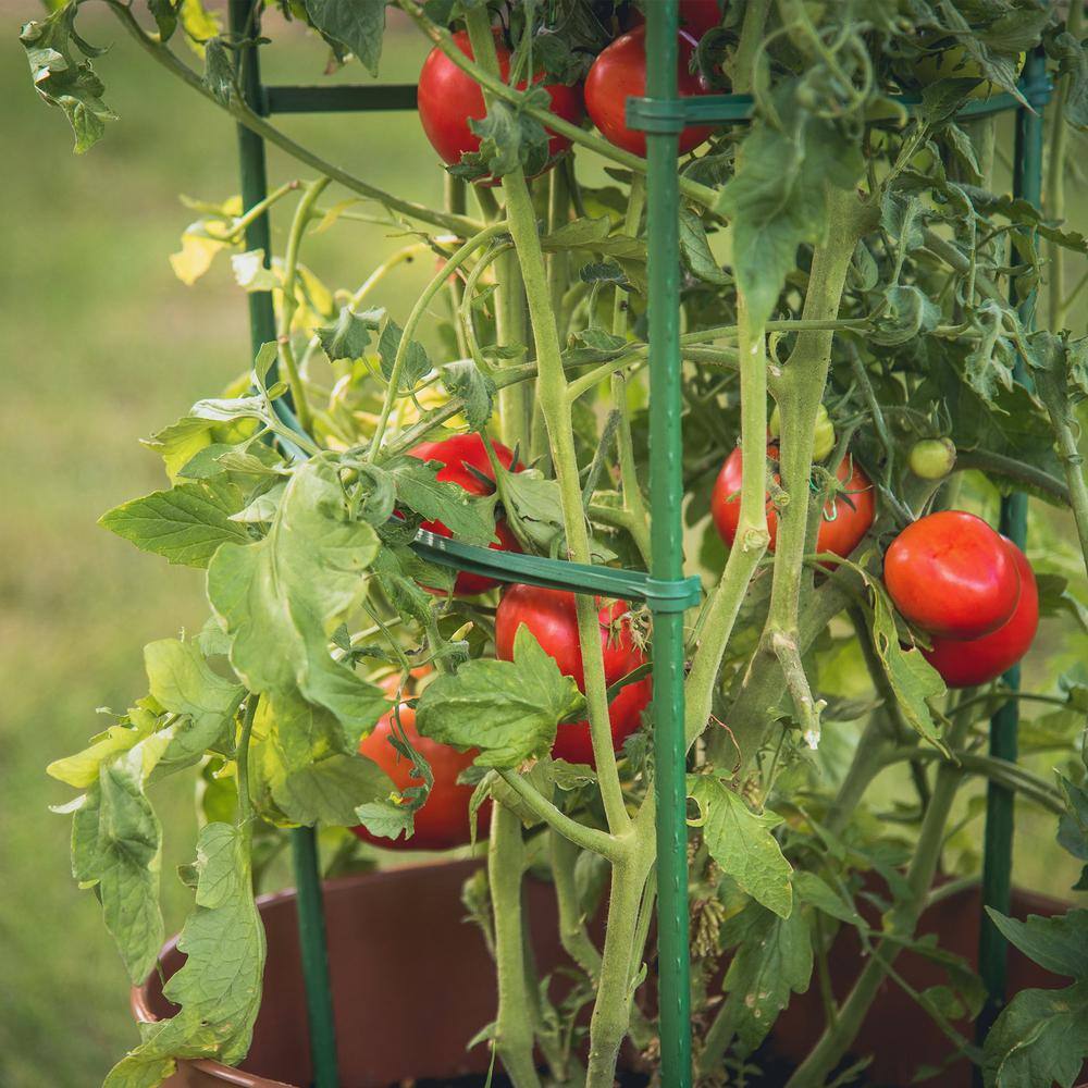 Gardener's Blue Ribbon 5 ft. Ultomato Garden Stakes (3-Pack) TMC3PACK