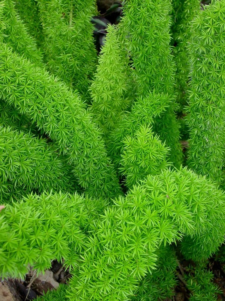 Fern Foxtail Asparagus Meyeri， Bush Ground Cover， 4 Inch Pot