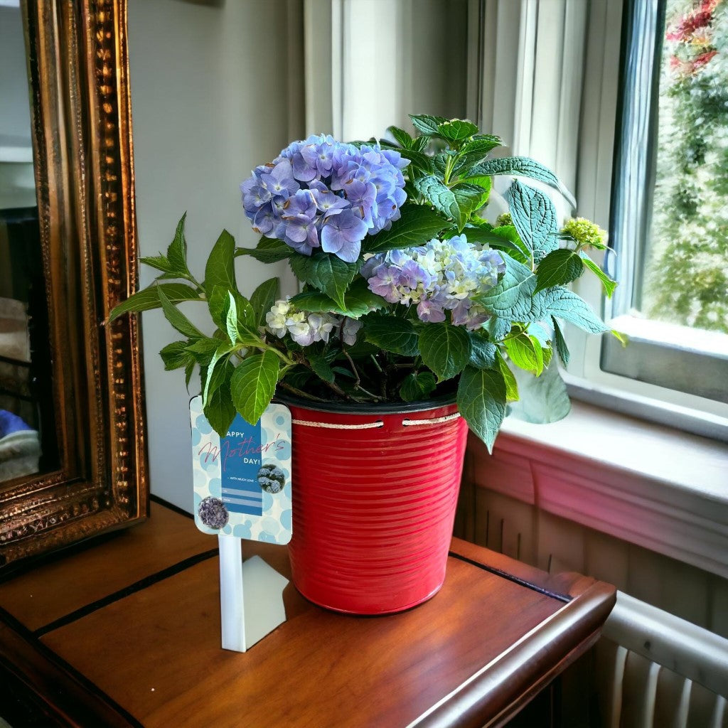 Mini Penny Hydrangea with beautiful pot