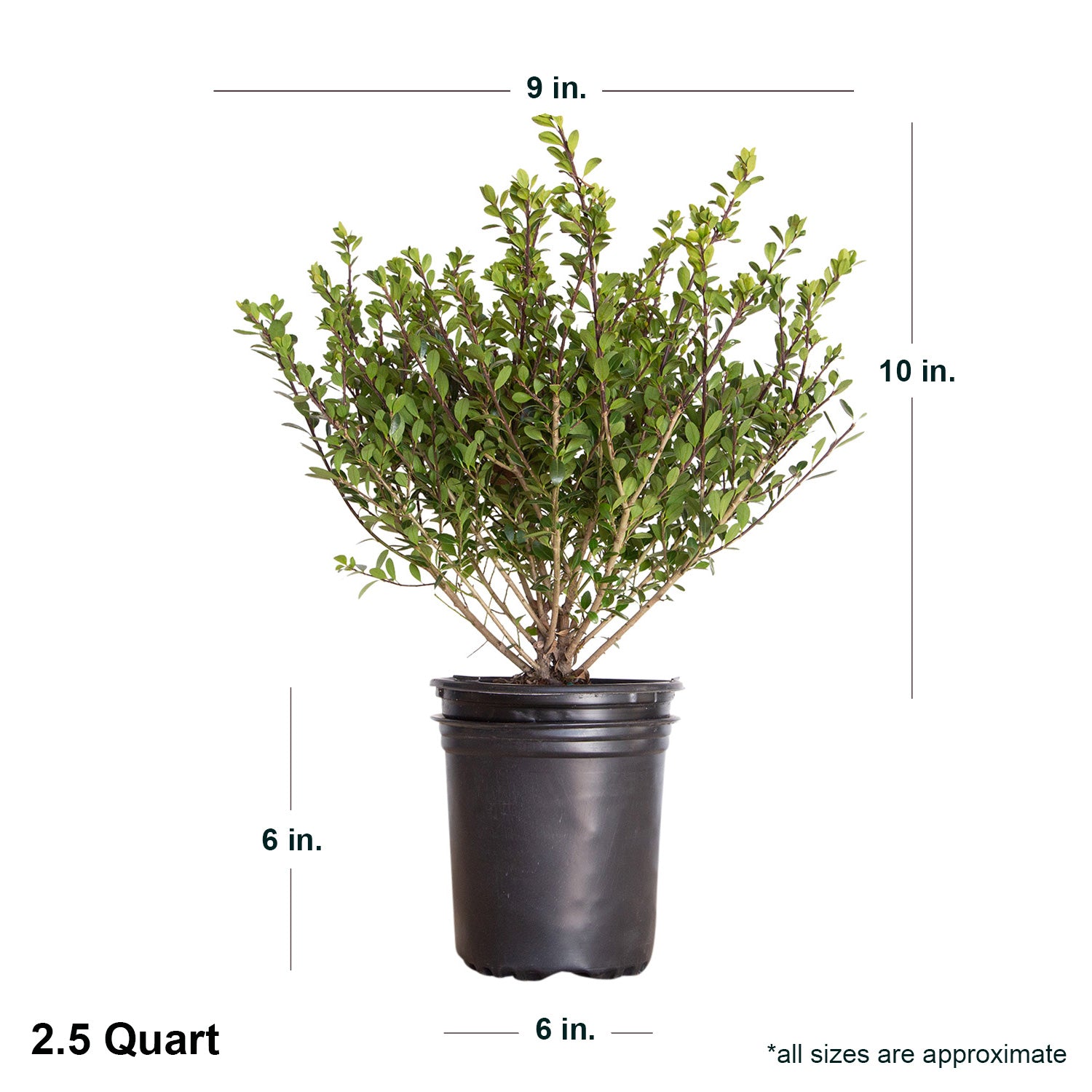 Compacta Japanese Holly (2.5 Quart) Compact Evergreen Shrub - Full Sun Live Outdoor Plant