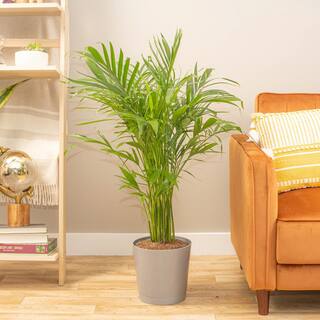 Costa Farms Cateracterum Indoor Palm (Cat Palm) in 9.25 in. Grower Pot Avg. Shipping Height 3-4 ft. Tall 10CAT