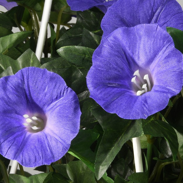 Hanging Morning Glory Plant