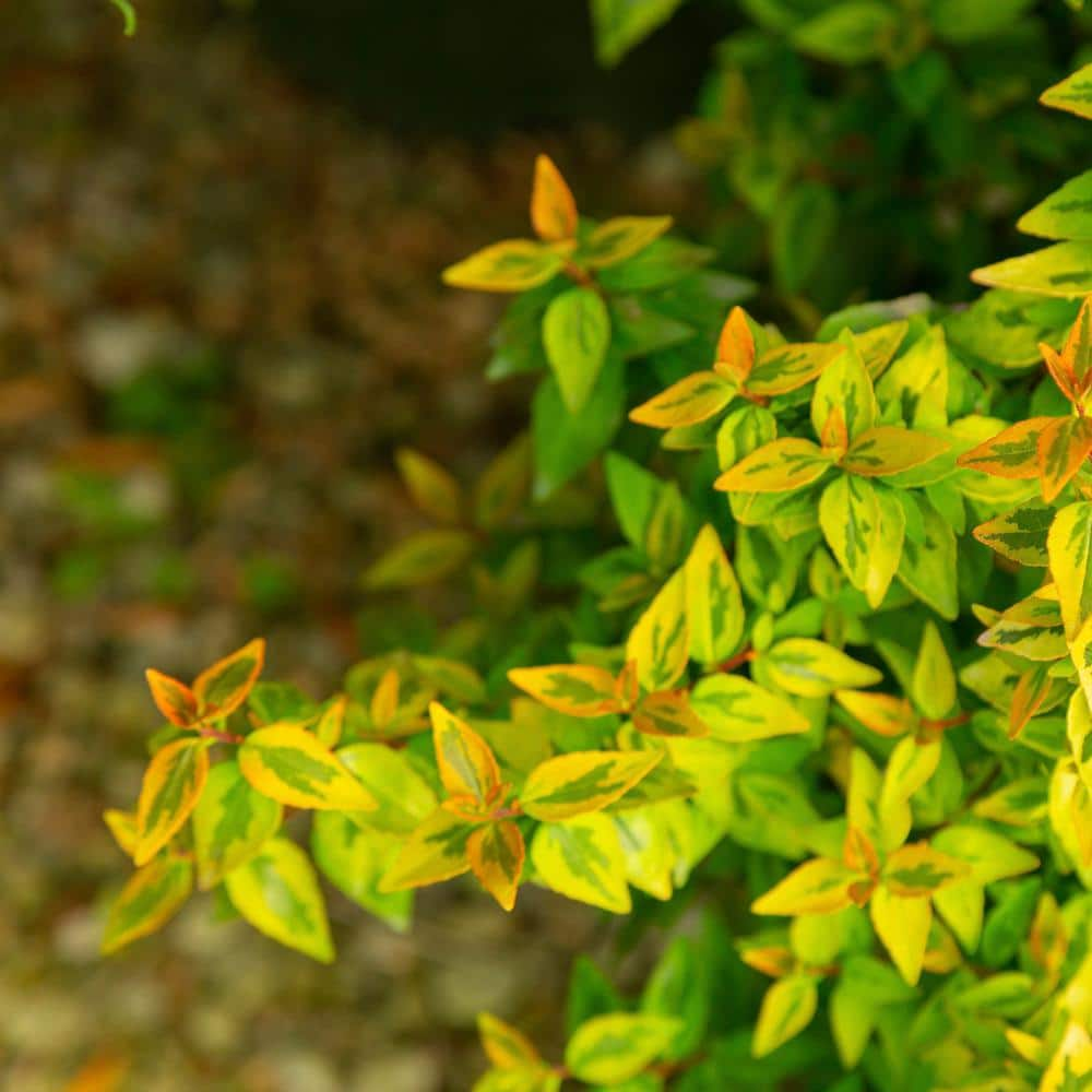 SOUTHERN LIVING 2 Gal. Kaleidoscope Abelia Plant with Chameleon-like Foliage that Blooms White Flowers 14411