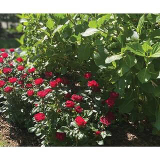 KNOCK OUT 2 Gal. Petite Knock Out Rose Bush with Red Flowers KOROS2PRD1PK