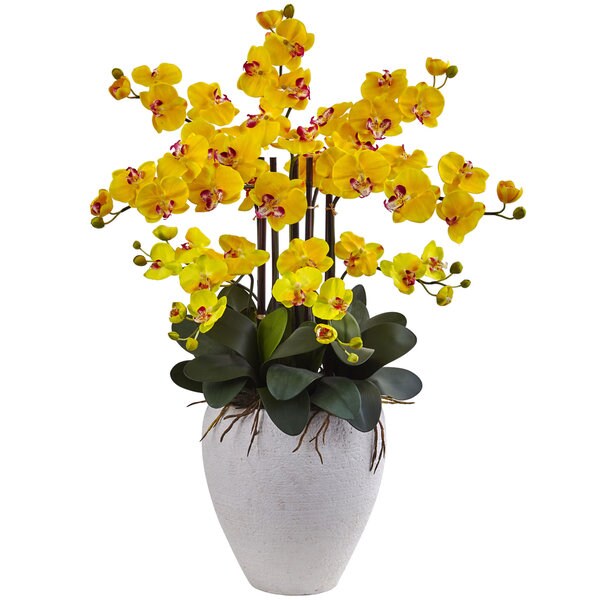 Phalaenopsis Orchid with White Planter