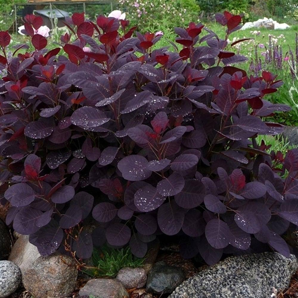 Online Orchards 1 Gal. Royal Purple Smokebush Shrub Colorful Plumes Rising Out of Foliage Provide a Rare and Dramatic Smokey Effect SBSB001