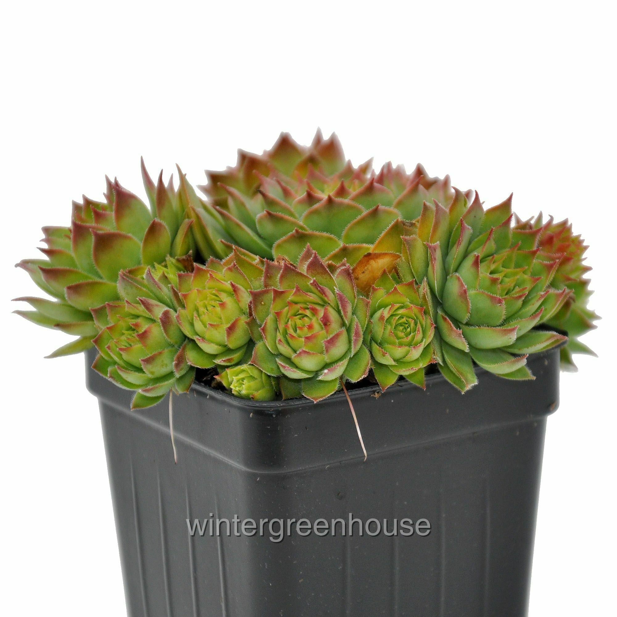 Sempervivum， Montfort， Hen And Chicks - Pot Size: 3 (2.6x3.5) - Alpine Plants， Hen and Chicks