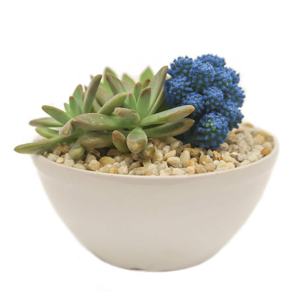 Costa Farms Blue Desert Gems Indoor Cactus Garden in 6 in. Gloss Ceramic Bowl Avg. Shipping Height 3 in. Tall 6DESGEMBLUGLOBW