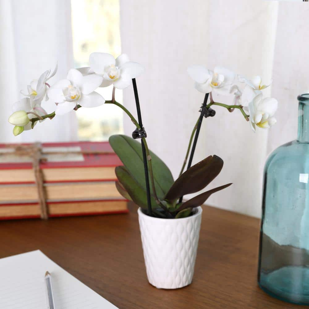 Just Add Ice Orchid (Phalaenopsis) Mini White with Yellow Throat Plant in 2-12 in. White Ceramic Pottery J5001