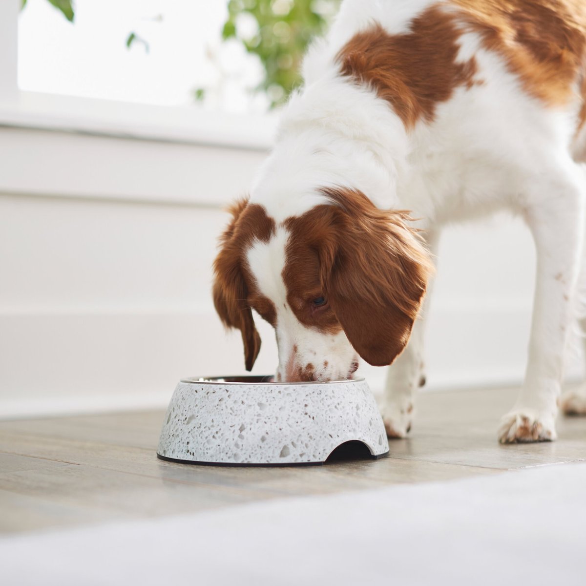 Frisco Quartz Design Stainless Steel Dog and Cat Bowl