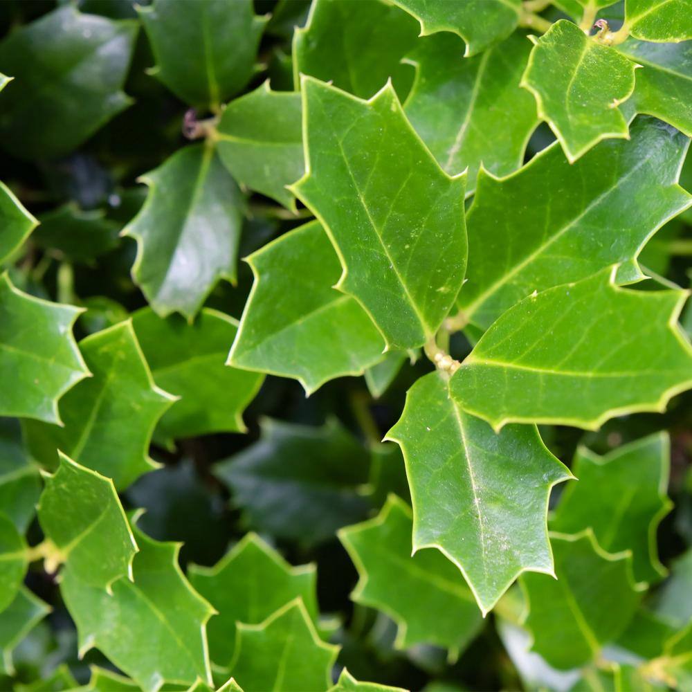 Baucom's 7 Gal. Oakland Holly Shrub with Bright Green Foliage 15833